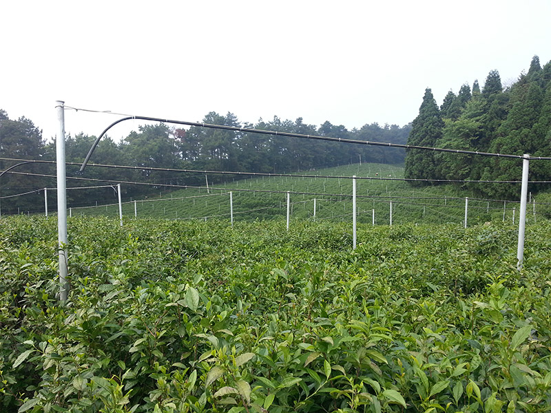石門(mén)白云山示范基地