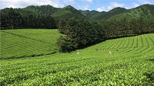 農(nóng)業(yè)部牽頭成立中國茶產(chǎn)業(yè)聯(lián)盟，公司選為副理事長單位